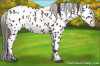 Horse Color:Brown Appaloosa