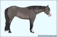 Horse Color:Unknown 