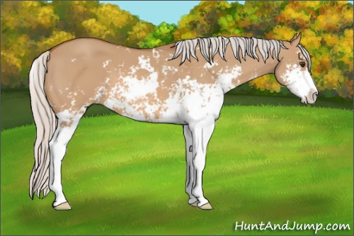 Horse Color: Unknown 