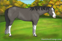 Horse Color:Grullo Splash 