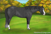 Horse Color:Blue Roan Splash 