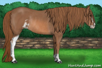 Horse Color:Chestnut Sabino Rabicano 