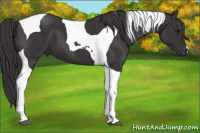 Horse Color:Smoky Black Tobiano 