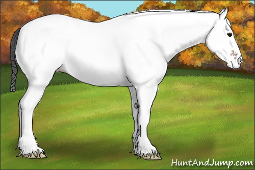 Horse Color: White Spotted Bay 