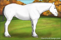 Horse Color:White Spotted Bay 