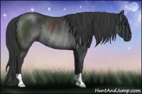 Horse Color:Black Rabicano 