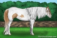 Horse Color:Chestnut Sabino Splash Tobiano 