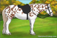 Horse Color:Liver Red Roan Splash Appaloosa 