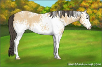 Horse Color:White Spotted Buckskin