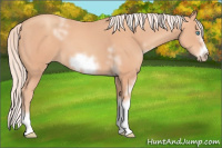 Horse Color:Gray White Spotted Cremello Splash Frame
