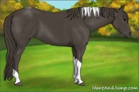 Horse Color:Smoky Black Tobiano 
