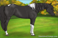 Horse Color:Smoky Black Tobiano 
