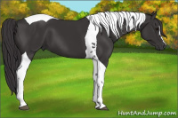 Horse Color:Smoky Black Tobiano 