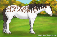 Horse Color:Bay Splash Appaloosa 