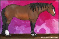 Horse Color:Bay Sabino 