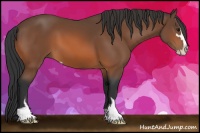 Horse Color:Bay Sabino 