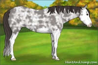 Horse Color:Smoky Blue Ice Roan Splash 