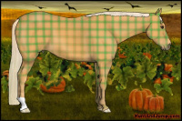 Horse Color:Plaid  Palomino 