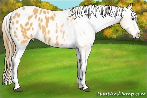 Horse Color:Unknown 