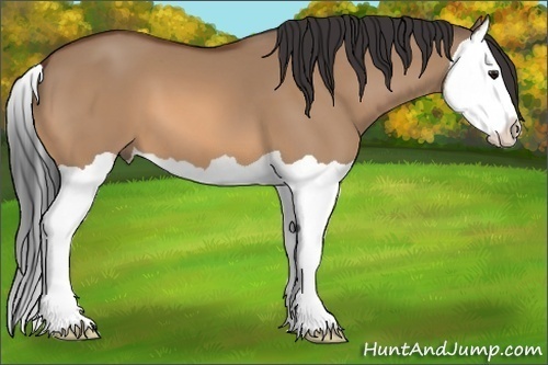 Horse Color:Bay Dun Splash 