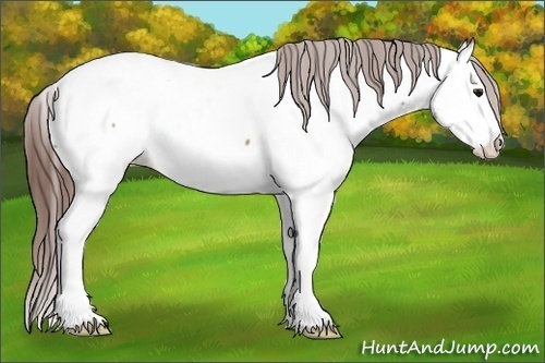 Horse Color:Bay Dun Splash Near Fewspot 