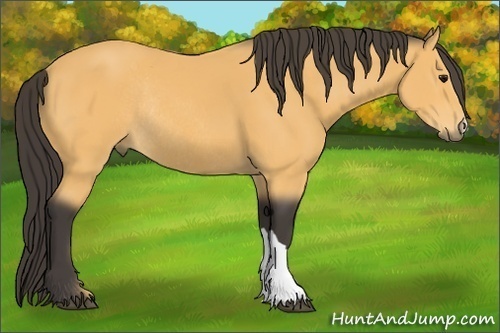 Horse Color:Buckskin Rabicano