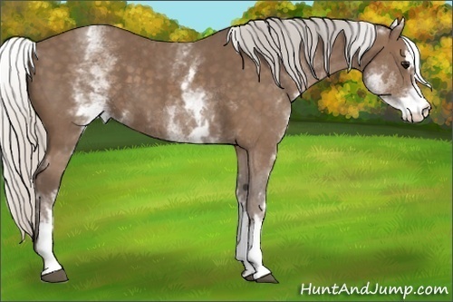 Horse Color: White Spotted Silver Black Sabino 