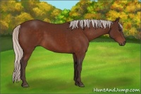 Horse Color:Silver Bay 