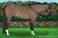 Horse Color:Bay Dun