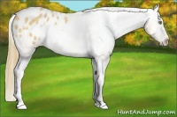 Horse Color:White Spotted Amber Cream Champagne Blanket 
