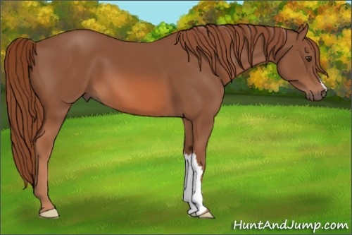 Horse Color: Chestnut 