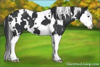 Horse Color:White Spotted Black Splash 