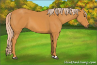 Horse Color:Palomino 