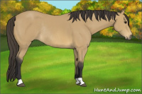 Horse Color:Buckskin Rabicano