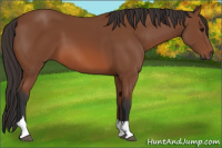 Horse Color:Bay Tobiano 