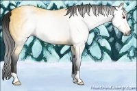 Horse Color:Gray Buckskin 