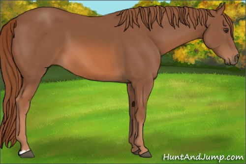 Horse Color: Chestnut 
