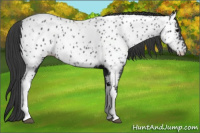 Horse Color:Black Appaloosa 
