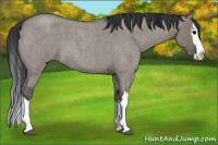 Horse Color:Grullo Roan Splash 