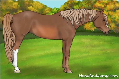 Horse Color: Chestnut 