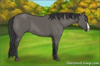 Horse Color:Grullo Splash 