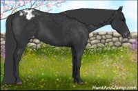 Horse Color:Black Appaloosa