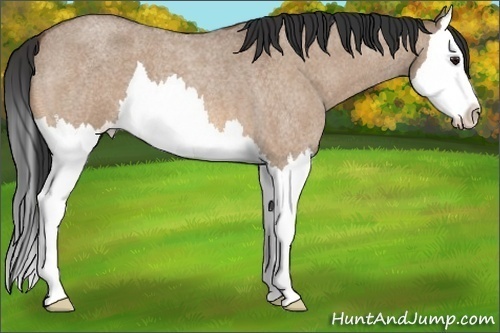 Horse Color:Bay Roan Dun Splash