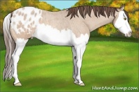 Horse Color:Amber Champagne Roan Splash Appaloosa 