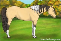 Horse Color:Buckskin Tobiano 
