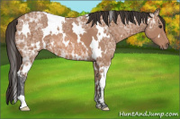 Horse Color:White Spotted Bay Ice