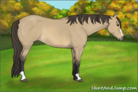 Horse Color:Buckskin Dun Sabino