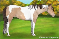 Horse Color:Amber Champagne Tobiano 