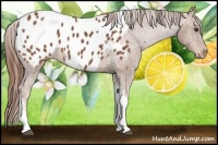 Horse Color:Chestnut Tobiano Frame Appaloosa 