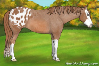 Horse Color:Chestnut Splash Appaloosa